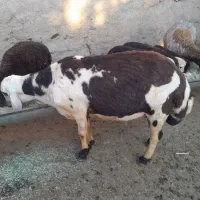 بره قوچ پلنگی بسیاردرشت وکشیده