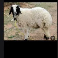 بره نر