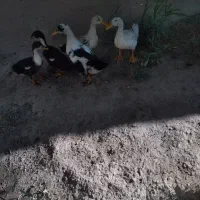 اردک