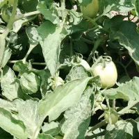 گوجه کارخونه ای