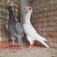 نرماده کاریر و ابلغ افغانی نرماده