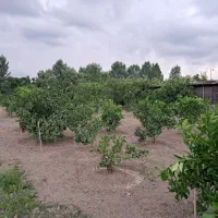 فروش زمین باغ-دارای درخت مرکبات