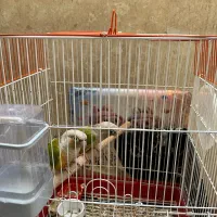 یه جفت طوطی گرینچیک سبز