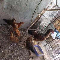 مرغ و خروس محلی  مرغ وجوجه چابهاری