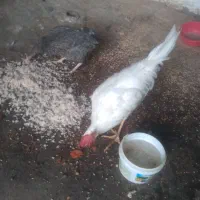 مرغ خروس
