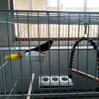 سهره قناری نر.