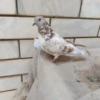 کبوتر کفتر پرشی