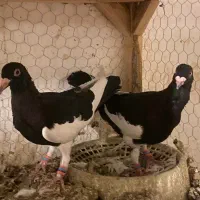 نر ماده یهودی سیاه