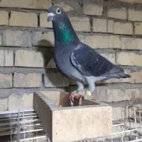 چاپی نسل عربستان