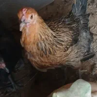 مرغ تخمگذار