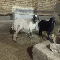 بره قوچ تخمی