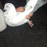 کفتر