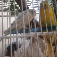 مرغ عشق به شرط