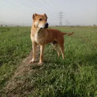 سگ گله|سگ|جوکار, |دیوار