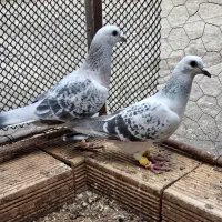 کبوتر پرنده