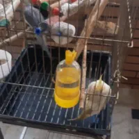 عروس هلندی یک جفت با کل لوازم