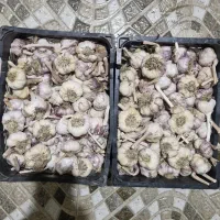 سیر درشت و خشک