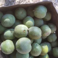 گردو|خوردنی و آشامیدنی|ملایر, |دیوار