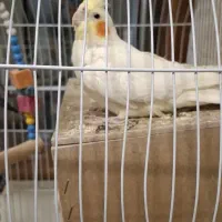 عروس هلندی ماده ۱۰۰۰۰۰۰