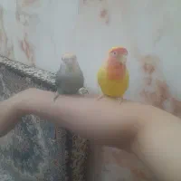 طوطی برزیلی مولد
