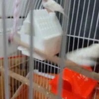 یک جفت فنچ خانگی