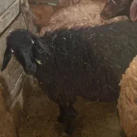 یک بره ماده جوان توخلی .قارا قزل