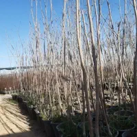 خرمالو کرجی*دهکده گل*خاتم جنوبی