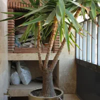 یک عدد یوکا چهار تنه با گلدان