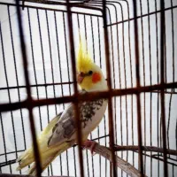 عروس پاریس با قفس