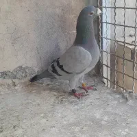 کفتر شناسنامه دار و پرینت دار