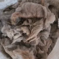پشم بره