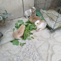 بچه خرگوش