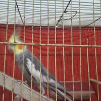طوطی