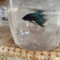 فروش ماهی فایتر