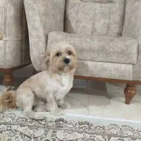 سگ گمشده