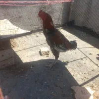 خروس لاری دنگ بالا