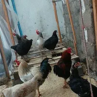 فروش خروس ومرغ تخم گذار