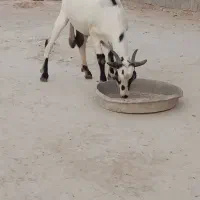 فروش کهره نر