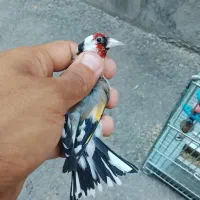 دو عددسهره نر جفتی جهت برکت