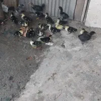 بچه اردک