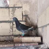 ۳عدد المانی نر