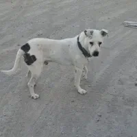 سگ نگهبان