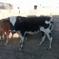 یک گوساله ماده