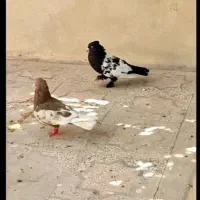 کفتر