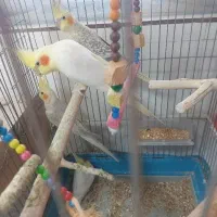 عروس هلندی