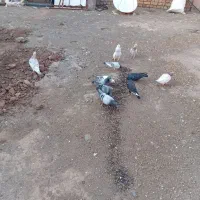کفترجفتگاهی