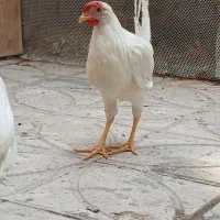 مرغ و خروس سیاه برای ذبخ