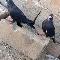 کفتر معامله یا  فروش فوری