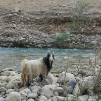 بعدها ترکی روزگاری