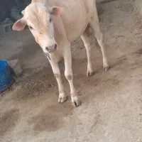 فروش گوساله